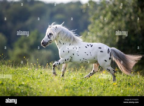 Shetland Pony. Miniature Appaloosa galloping on a meadow.Germany Stock Photo - Alamy