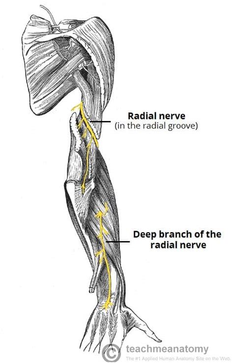 The Radial Nerve - Course - Motor - Sensory - TeachMeAnatomy