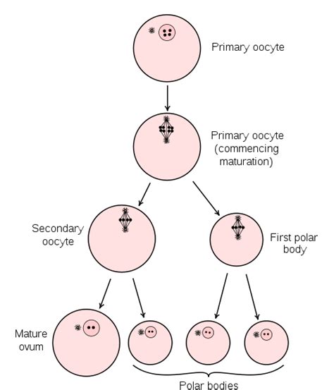 Telophase II - Stages of Meiosis - Online Biology Dictionary