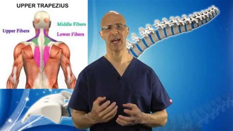 3 Part Exercise to REMOVE Tight Trapezius Muscle in Neck (Neck Pain ...