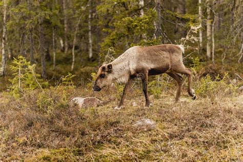 Reindeer in Its Natural Habitat Stock Image - Image of fauna, nature: 264849821