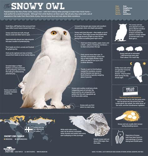 Magic of the Snowy Owl | Infographic: All About Snowy Owls | Nature | PBS