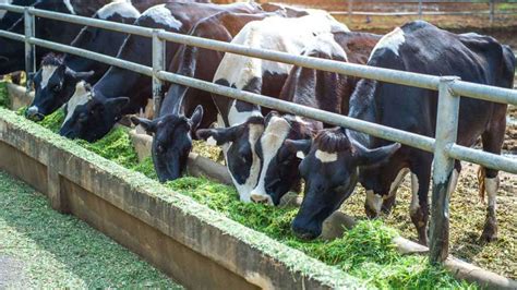 What is Cattle Farming : Tips and Types Explained