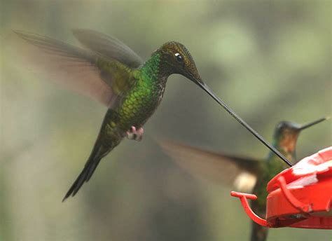 File:Sword-billed Hummingbird (Ensifera ensifera).jpg - Wikipedia