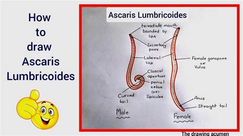 Ascaris Labeled Diagram