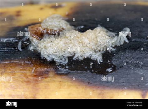 A ot of larvae - maggots of Common fruit fly or vinegar fly ...