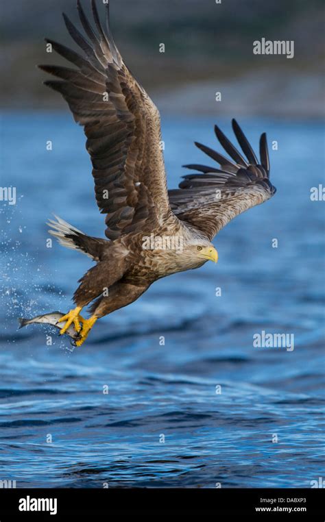 white-tailed eagle, haliaeetus albicilla, norway Stock Photo - Alamy