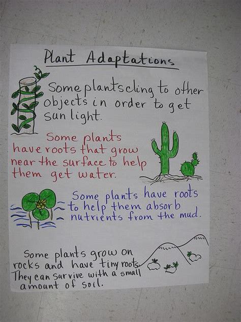 Plant Adaptations Of Plants Biology