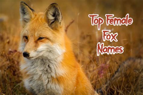 30+ Good & Cute Female Fox (Or Vixen) Names - PetPress