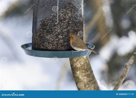 Robin at a bird feeding stock image. Image of feeder - 35869817