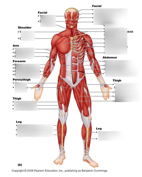 Honors Anatomy Final Exam (Full Body Muscle Diagram) Anterior Diagram ...