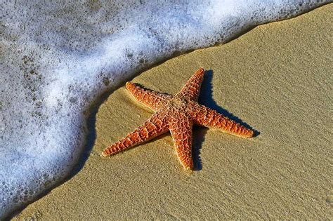 11 Unique Characteristics of Starfish - Wildlife Informer