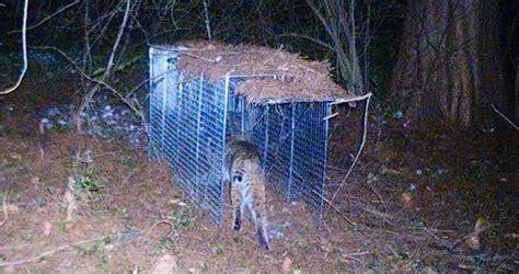 Nashville Bobcat Trapping, Removal, Control