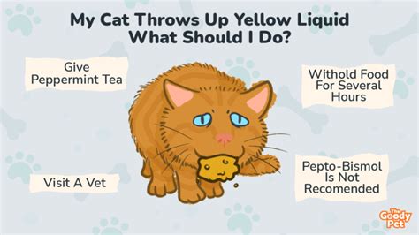 Help! My Cat Throws Up Yellow Liquid - What Should I Do? - The Goody Pet