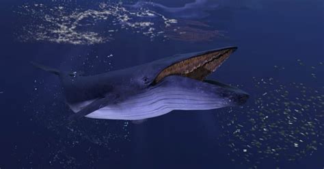 Blue Whales Endangered Why Are Blue Whales Endangered - Albers Dittleatized