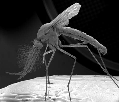 Mosquito magnified by shravanvv on DeviantArt