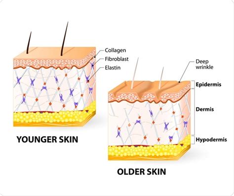 Papillary Layer And Reticular Layer Of Dermis