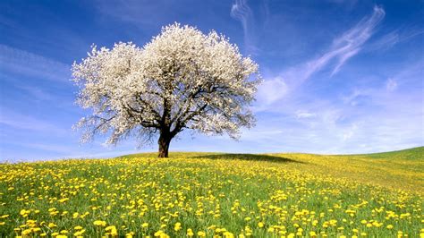 nature, Landscape, Trees, Flowers, Sky Wallpapers HD / Desktop and Mobile Backgrounds