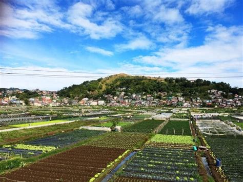 Strawberry Farm Baguio: Travel Guide - Lost and Wonder