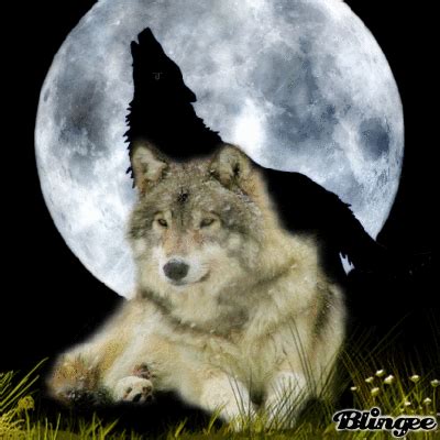 Sad howling wolf Picture #123841876 | Blingee.com