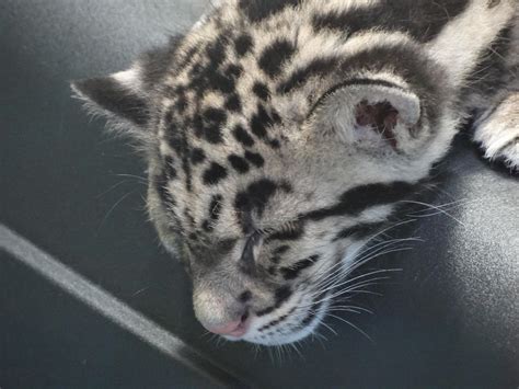 Sleeping Clouded Leopard Cub by kazuma52 on DeviantArt