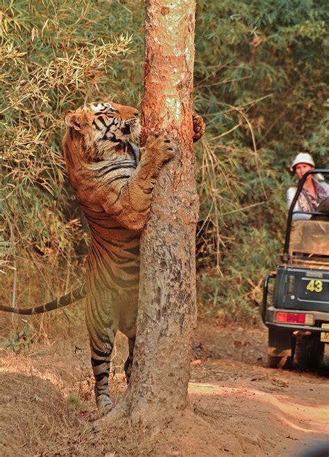 The Iconic Tigers Of India | Nature inFocus