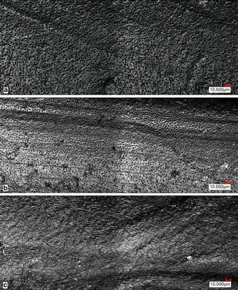 Group e): Representative micrographs showing open dentinal tubules with... | Download Scientific ...