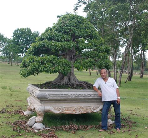 Tree That Looks Like A Giant Bonsai