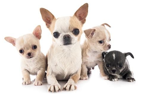 Chihuahua Puppies For Sale In Ohio