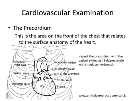 Cardiovascular examination