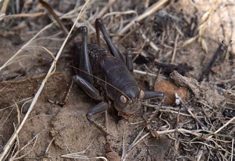 Can You Eat Mormon Crickets? Exploring Edible Insects - What's That Bug?