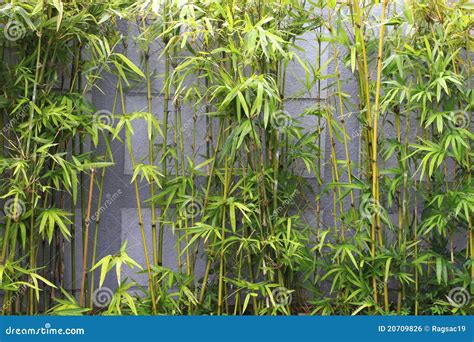 Jardim De Bambu Imagem de Stock Royalty Free - Imagem: 20709826