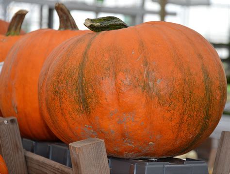 Pumpkin Free Stock Photo - Public Domain Pictures