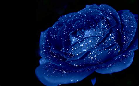 Blue Rose Wallpaper HD Free Download