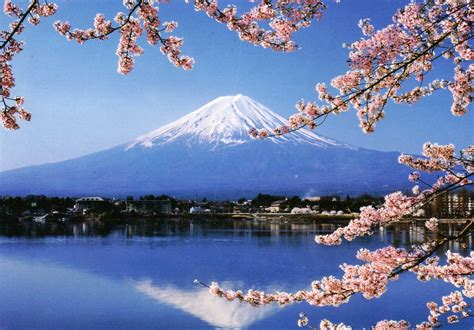 japan cherry blossom fuji - Google Search | Mount fuji, Scenery, Japan cherry blossom