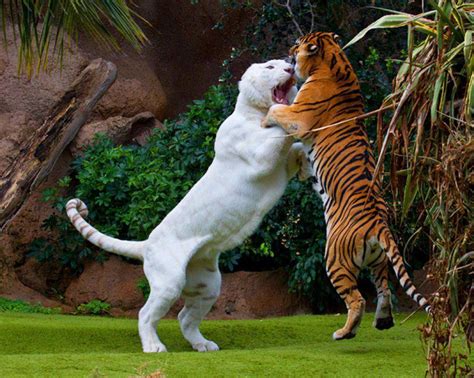 tiger_vs_liger