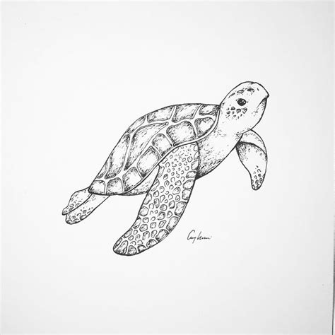 a black and white drawing of a turtle