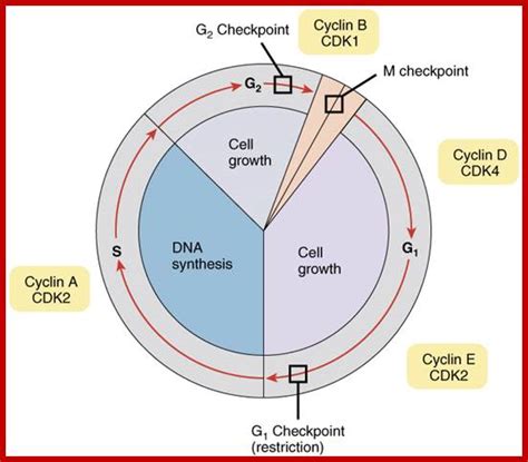 Cell Cycle Checkpoints Graph