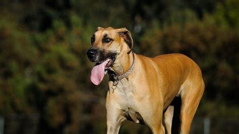 Great Dane Colors: A Complete List Of All 7 Recognized Variations | All Things Dogs