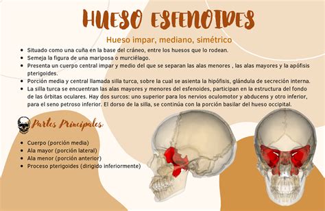 Hueso Esfenoides - HUESO ESFENOIDES Hueso impar, mediano, simétrico Situado como una cuña en la ...