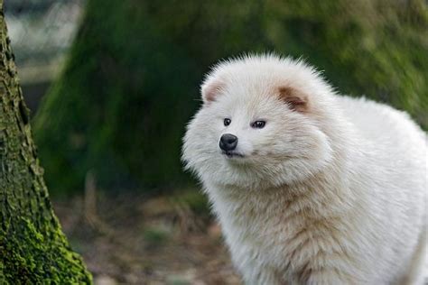 Raccoon Dog or Tanuki - Rare White - Leucistic | Albino animals ...