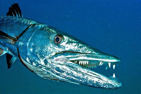 Sphyraena barracuda - Monaco Nature Encyclopedia