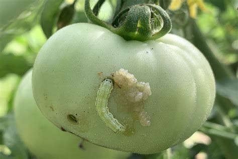 Arkansas Tomato Fruit Worm Study Develops New Insecticide Recommendations