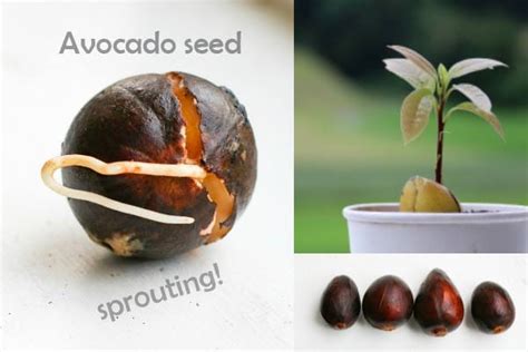 Avocado Seed Germination - Read below to learn how the transformation ...