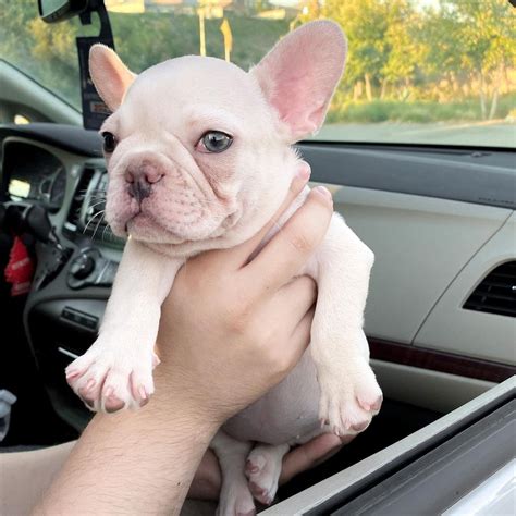 French Bulldog Adoption Nyc/french Bulldog Mix Puppies For Adoption