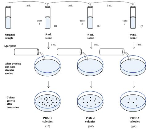 4. Heterotrophic bacteria plate count assay a. Technique of indirect... | Download Scientific ...