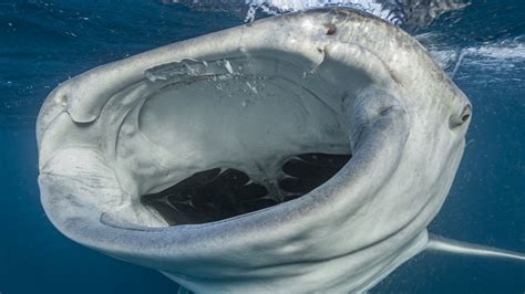 Whale Shark Teeth