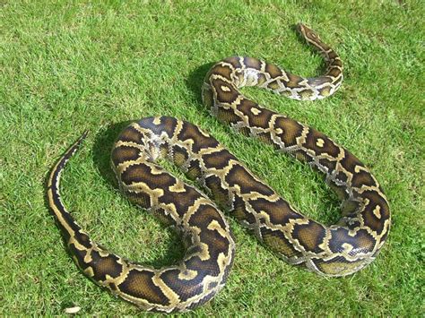 Indian Python Facts and Pictures | Reptile Fact