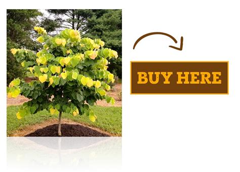 Redbud Tree Care | The Best Practices - PlantingTree