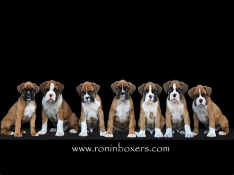 Boxer Dogs And Puppies - 1024x768 Wallpaper - teahub.io